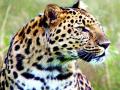 विहिरित पडून बिबट्याचा मृत्यू - Marathi News | Leopard dies after falling into a well | Latest buldhana News at Lokmat.com