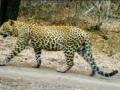 बिबट्या पुन्हा दिसला गोकूळ सोसायटीतच ! - Marathi News | Leopard reappears in Gokul Society! | Latest nagpur News at Lokmat.com