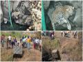 जरेवाडीत विहिरीत पडलेल्या बिबट्याची सुखरूप सुटका करून केले जेरबंद - Marathi News | leopard fell into the well taken out and caught in jarewadi khed latest news | Latest pune News at Lokmat.com