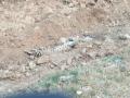 राष्ट्रीय महामार्गावर वाहनाच्या धडकेत बिबट जखमी  - Marathi News | Leopard Injured in road accident on national highway | Latest nagpur News at Lokmat.com