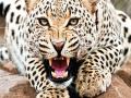 म्हसळ्यात बिबट्याचा संचार - Marathi News | Leopard communications in Mhasla | Latest raigad News at Lokmat.com