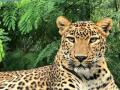 मिहानमधील वाघापाठोपाठ आता दाभा परिसरात बिबट्या - Marathi News | After the Tigers in Mihan, now the Dabha area found leopard | Latest nagpur News at Lokmat.com