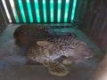 चाडेगावच्या मळ्यात बिबट्या आला पिंजऱ्यात - Marathi News | In the chaadegaon pond, there was a leopard in a cage | Latest nashik News at Lokmat.com
