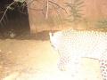 शहर साेडून अंबाझरी उद्यानात परतला बिबट्या  - Marathi News | The leopard returned to Ambazari Park after leaving the city | Latest nagpur News at Lokmat.com