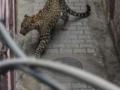 सांगलीतील राजवाडा चौक परिसरात आढळला बिबट्या - Marathi News | Leopard was found in Rajwada Chowk area of Sangli | Latest sangli News at Lokmat.com