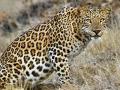 पुनवतमध्ये भरदिवसा बिबट्याचा वावर, शेतकरी भयभीत - Marathi News | Leopards roam all day in Punvat sangli, farmers scared | Latest sangli News at Lokmat.com