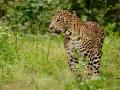 ठाण्याच्या फुलपाखरु उद्यानात सकाळी दिसला बिबट्या - Marathi News | leopard seen in garden near sanjay gandhi national park | Latest thane News at Lokmat.com