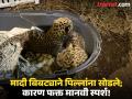 ऊसात सापडलेल्या बिबट्याच्या पिल्लांना मानवी स्पर्श, मादी येते पण 'गंध' ओळखून नेत नाही! - Marathi News | The Cruel Price of a Touch: Leopard Mother Rejects Cubs After Detecting Human Scent | Latest chhatrapati-sambhajinagar News at Lokmat.com
