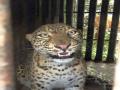दारणाकाठ : चांदगिरी गावाच्या शिवारात पुन्हा बिबट्या जेरबंद - Marathi News | Daranakath: Leopards seized again on the outskirts of Chandgiri village | Latest nashik News at Lokmat.com