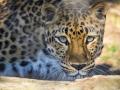 भंडारा : अज्ञात वाहनाच्या धडकेत बिबटाच्या बछड्याचा मृत्यू - Marathi News | Leopard calf dies after being hit by an unidentified vehicle bhandara | Latest bhandara News at Lokmat.com