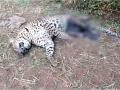 बिबट्याची गोळी घालून शिकार - Marathi News | leopard hunted down at chiplun | Latest ratnagiri Videos at Lokmat.com