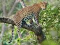 पाण्याच्या शोधात बिबट्याचा गावालगत संचार - Marathi News | Leopards roam the village in search of water | Latest buldhana News at Lokmat.com