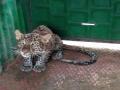 वनविभागाकडून जीवदान : नाशिकमध्ये विहिरीत पुन्हा कोसळला बिबट्या - Marathi News | Lived by forest department: In a well-drained leopard again in the well in Nashik | Latest nashik News at Lokmat.com