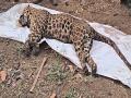 Sangli: पाइपमध्ये अडकून बिबट्याचा मृत्यू, बांबवडेतील घटना - Marathi News | Leopard dies after getting stuck in pipe in Bambawada Sangli | Latest sangli News at Lokmat.com
