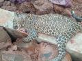 Kolhapur: झुंजीत पन्हाळ्याच्या पायथ्याशी एका बिबट्याचा मृत्यू  - Marathi News | A leopard died in a fight at Panhala kolhapur | Latest kolhapur News at Lokmat.com