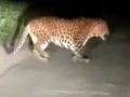 धावत्या दुचाकीवर बिबट्याची झेप; चालक जखमी; साताऱ्यातील घटना - Marathi News | Leap of a leopard on a running bike; Driver injured; The incident in Satara | Latest satara News at Lokmat.com