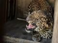 विहिरीत पडलेल्या बिबट्याला जीवदान, रत्नागिरी वन विभागाची तत्परता  - Marathi News | Leopard that fell into a well in Majgaon saved life Ratnagiri Forest Department is ready | Latest ratnagiri News at Lokmat.com