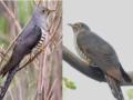 उरणमध्ये दुर्मिळ ' लेसर कूकू ' चे दर्शन  - Marathi News | sightings of rare lesser cuckoo in uran | Latest raigad News at Lokmat.com
