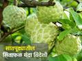 सातपुड्यातील सीताफळांचा गोडवा यंदा पोहोचला परदेशात - Marathi News | The sweetness of satpura fruits reached abroad this year | Latest agriculture News at Lokmat.com
