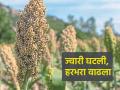 हरभरा वाढला, ज्वारी घटली; शेतकऱ्यांनी बदलला पीक पॅटर्न - Marathi News | Gram increased, jowar decreased; Farmers changed the crop pattern | Latest agriculture News at Lokmat.com