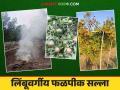 Citrus Fruit Management : लिंबूवर्गीय फळ बागांचे हिवाळ्यात असे करा संरक्षण - Marathi News | Citrus Fruit Management : Winter protection of citrus orchards | Latest agriculture News at Lokmat.com