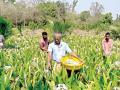 CoronaVirus Lockdown : ८ एकरातील लिलीच्या फुलशेतीचे लाखो रुपयांचे नुकसान - Marathi News | One acre of lily flowers worth millions of rupees | Latest sindhudurga News at Lokmat.com
