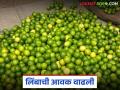 Limbu Bajar Bhav; सोलापूर बाजार समितीत हिरव्या लिंबाची आवक वाढली; कसा मिळतोय दर? - Marathi News | Limbu Bajar Bhav; Arrival of green lemons increased in Solapur Market Committee; How are prices being obtained? | Latest agriculture News at Lokmat.com