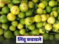 लिंबाचे भाव कडाडले; पहिल्यांदाच क्विंटलला पाच अंकी भाव, वाचा काय मिळाला दर? - Marathi News | Lemon prices soared; Five-digit price per quintal for the first time, read what price you got? | Latest agriculture News at Lokmat.com