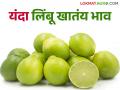 Limbu Bajar Bhav : लिंबाच्या बाजारभावात मोठी वाढ; पण जादा दराचा फायदा नेमका कुणाला? - Marathi News | Limbu Bajar Bhav : Huge increase in the market price of lemon; But who exactly benefits from the higher price? | Latest agriculture News at Lokmat.com