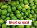अवघ्या पाच दिवसांत लिंबाच्या दरामध्ये २० ते ३० टक्क्यांची वाढ; वाचा एका गोणीस काय मिळतोय दर? - Marathi News | Lemon prices increase by 20 to 30 percent in just five days; Read what price is being paid for a bag? | Latest agriculture News at Lokmat.com