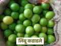 Limbu Bajar Bhav : राज्यातील लिंबू हंगाम संपत आला; मुंबई बाजार समितीत कसा दर? - Marathi News | Limbu Bajar Bhav : Lemon season is coming to an end in the state; How are the prices in the Mumbai Market Committee? | Latest agriculture News at Lokmat.com
