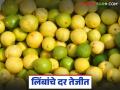 उन्हाच्या तडाख्यामुळे पाच दिवसात लिंबांच्या दरात २० टक्क्यांनी वाढ; वाचा काय मिळतोय दर? - Marathi News | Lemon prices increase by 20 percent in five days due to scorching heat; Read what is the price being offered? | Latest agriculture News at Lokmat.com
