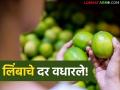 पुण्यापेक्षा जळगावमध्ये लिंबूचे दर वधारले, एक लिंबू किती रुपयांना मिळतोय, वाचा सविस्तर  - Marathi News | Latesit news Lemon prices have increased in Jalgaon compared to Pune, how much does lemon cost, read in detail | Latest agriculture News at Lokmat.com