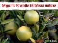 Citrus Nematode लिंबूवर्गीय फळझाडांतील सुत्रकृमीचे नियंत्रण कसे कराल? - Marathi News | How to control nematodes in citrus fruit crops? | Latest agriculture News at Lokmat.com