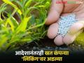 Seed-Fertilizer Linking : कृषी मंत्र्यांचे आदेश फोल? खत कंपन्यांनी उचलला नवा डाव वाचा सविस्तर - Marathi News | latest news Seed-Fertilizer Linking: Agriculture Minister's orders violated? Fertilizer companies have taken a new step Read in detail | Latest agriculture News at Lokmat.com