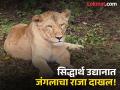 सिद्धार्थ उद्यानात 'सिंहाची डरकाळी'; वाघांच्या बदल्यात कर्नाटकातून आणले ६ नवे पाहुणे - Marathi News | 'Lion roar' at Siddhartha Park in Chhatrapati Sambhajinagar; pair of Lion, Bear and wolf 6 new guests brought from Karnataka in exchange for tigers | Latest chhatrapati-sambhajinagar News at Lokmat.com