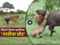 VIDEO: सिंहाने खतरनाक झडप घेत म्हशीची केली शिकार, अवघ्या दीड मिनिटात केला 'खेळ खल्लास' - Marathi News | trending video lion hunts buffalo shows strength hunting goes viral social media | Latest social-viral News at Lokmat.com