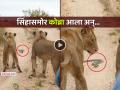 VIDEO: दोन सिंहांचा सुरु होता मुक्त संचार, अचानक समोरून आला 'किंग कोब्रा' अन् मग... - Marathi News | VIDEO: Two lions were roaming freely, suddenly a 'King Cobra' appeared in front and then... | Latest social-viral News at Lokmat.com