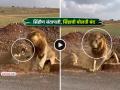 Video: रागावलेल्या सिंहीणपुढे सिंहाचीच झाली 'शेळी'... जंगलच्या राजाची अवस्था पाहून तुम्हालाही येईल हसू - Marathi News | lion lioness fight in forest viral video sher sherni ki ladai jungle social media | Latest social-viral News at Lokmat.com