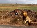 Lion Lioness Fight Video: सिंहाने केली गर्जना, मग सिंहीणीने दाखवला इंगा... 'जंगलच्या राजा'ची झाली बोलती बंद! - Marathi News | Lion Lioness Fight video goes viral on social media people comment on funny clip watch | Latest social-viral News at Lokmat.com