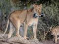 जेव्हा सिंहीण फोटोग्राफर होते... - Marathi News | When lionesses were photographers ... | Latest jarahatke Photos at Lokmat.com