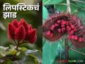 Lipstick Tree : बहुपयोगी लिपस्टिकचं झाड आहे तरी काय? कुठे होतो याचा उपयोग; जाणून घेऊया सविस्तर - Marathi News | Lipstick Tree : What is the multipurpose lipstick tree? Where is it used; Let's know in detail | Latest agriculture News at Lokmat.com