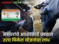 तुमच्या जनावरांची संपूर्ण माहिती ठेवा आता मोबाइलवर - Marathi News | Keep your complete information about livestock on mobile now | Latest agriculture News at Lokmat.com