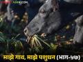जनावरांना पण होतं आम्ल विषार पित्त; कशी दिसतात लक्षणे? काय कराल उपाय? - Marathi News | Livestock also get acidosis; what are the symptoms? What can be control measure? | Latest agriculture News at Lokmat.com