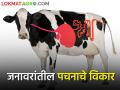 जनावरांना पचनसंस्थेचे होणारे विकार त्याची लक्षणे व काळजी - Marathi News | Digestive system disorders in livestock, its symptoms and care | Latest agriculture News at Lokmat.com