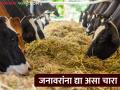 जनावरांच्या दुध उत्पादन वाढीसाठी कसा द्याल चारा - Marathi News | How to give fodder to increase milk production of animals | Latest agriculture News at Lokmat.com