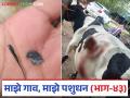 जनावराने प्लास्टिक, लोखंडी वस्तू खाल्ल्या तर कसे ओळखाल? कशी दिसतात लक्षणे? वाचा सविस्तर - Marathi News | How do you know if an livestock eats plastic, iron objects? What do the symptoms look like? Read in detail | Latest agriculture News at Lokmat.com