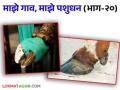 Animal Care Tips : पावसाळ्यात जनावरे का लंगडतात? कशी घ्याल खुरांची काळजी - Marathi News | Why do animals limp in monsoon? How to take care of hooves | Latest agriculture News at Lokmat.com