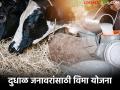 दुधाळ जनावरांसाठी हवामान आधारित विमा योजना; काय आहे योजना? जाणून घ्या सविस्तर - Marathi News | Weather-based insurance scheme for dairy animals; What is the scheme? Know in detail | Latest agriculture News at Lokmat.com