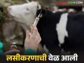 जीवघेण्या आजारांपासून जनावरांचे संरक्षण करण्यासाठी पशुधनास द्या हे कवच - Marathi News | Give this shield to livestock to protect them from life threatening diseases | Latest agriculture News at Lokmat.com